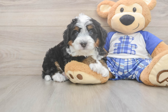 Mini Bernedoodle Puppy for Adoption