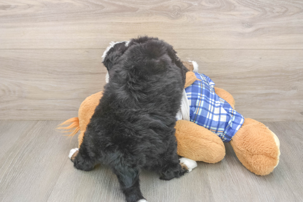 Best Mini Bernedoodle Baby