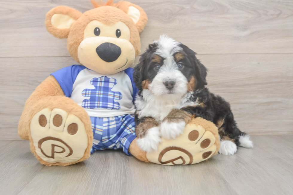 Best Mini Bernedoodle Baby