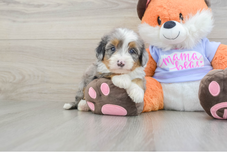 Fluffy Mini Bernedoodle Poodle Mix Pup