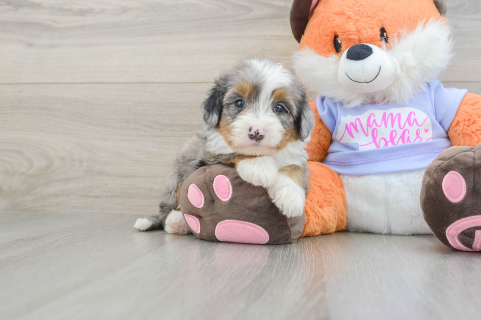 Fluffy Mini Bernedoodle Poodle Mix Pup