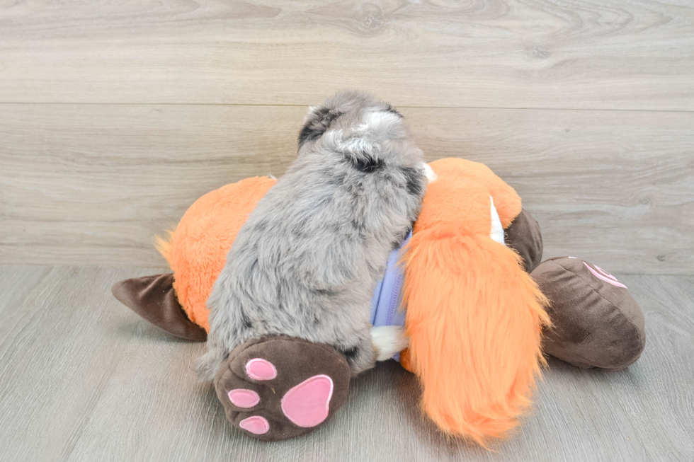 Mini Bernedoodle Pup Being Cute