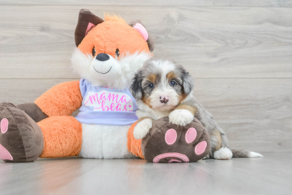 Petite Mini Bernedoodle Poodle Mix Pup