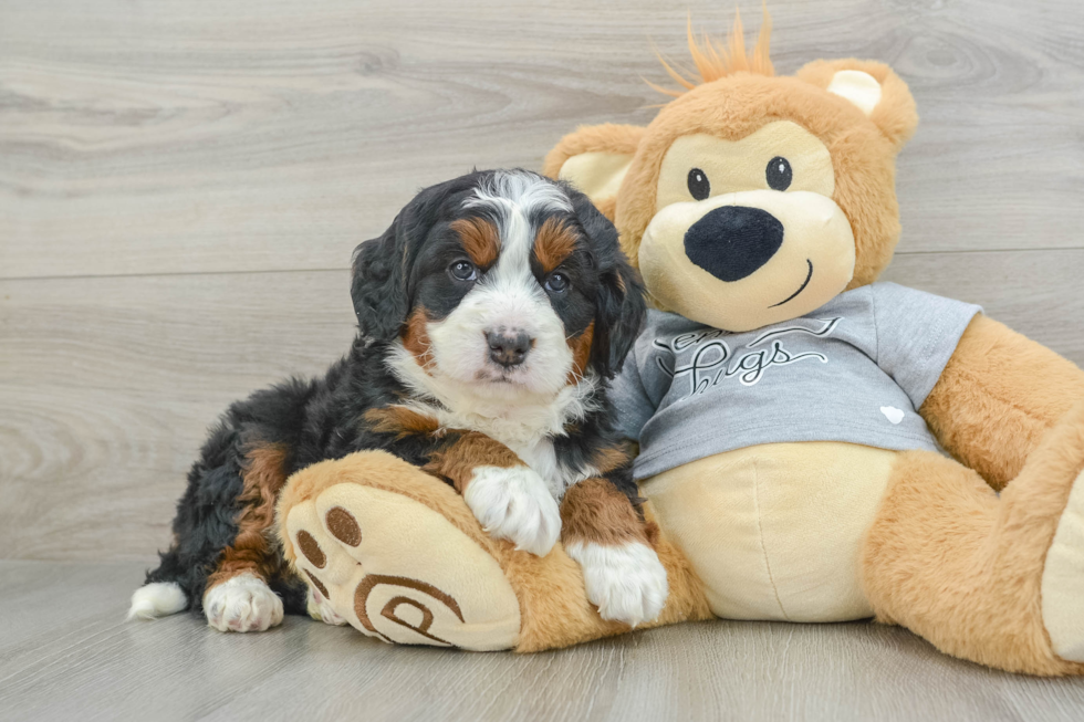 Popular Mini Bernedoodle Poodle Mix Pup