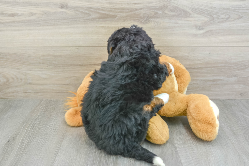 Mini Bernedoodle Pup Being Cute