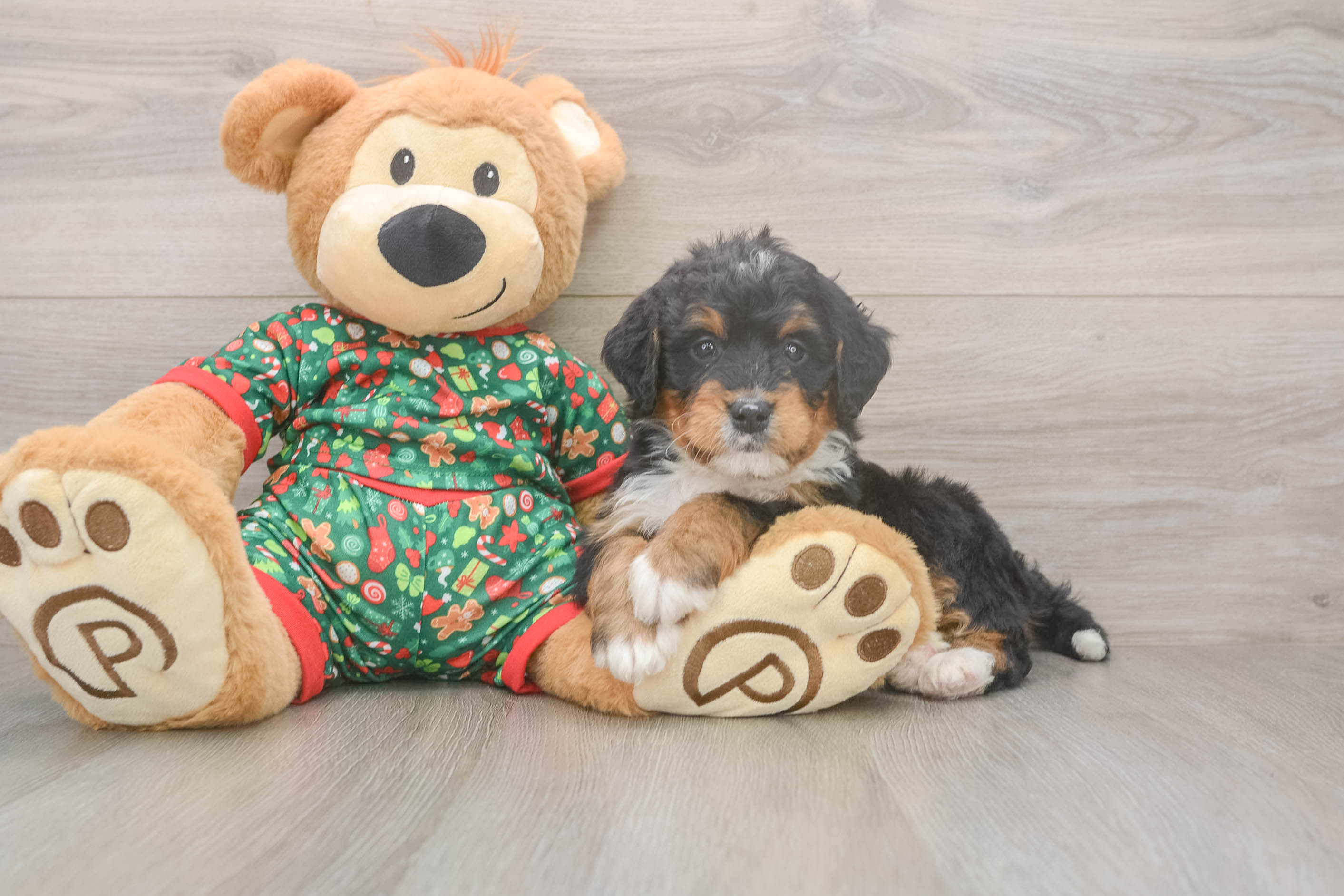 Best Mini Bernedoodle Baby