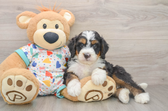 JACKMAN, a Mini Bernedoodle littermate