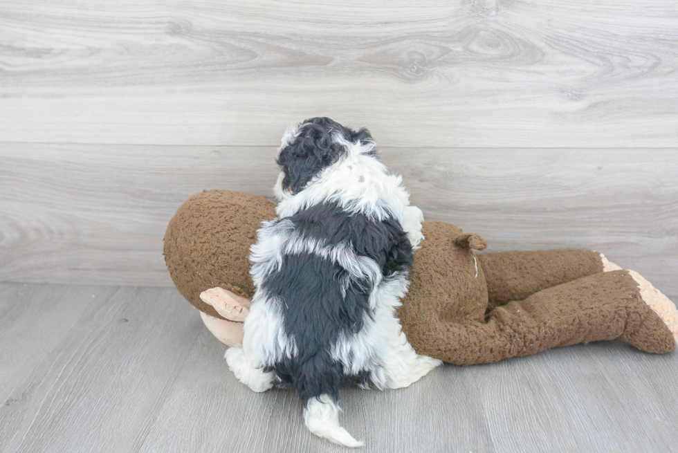 Sweet Mini Bernedoodle Baby