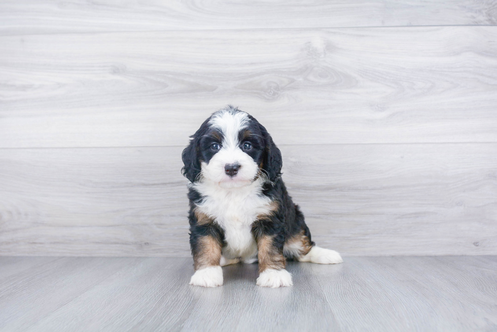 Mini Bernedoodle Puppy for Adoption