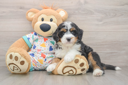 JASMIN, a Mini Bernedoodle littermate