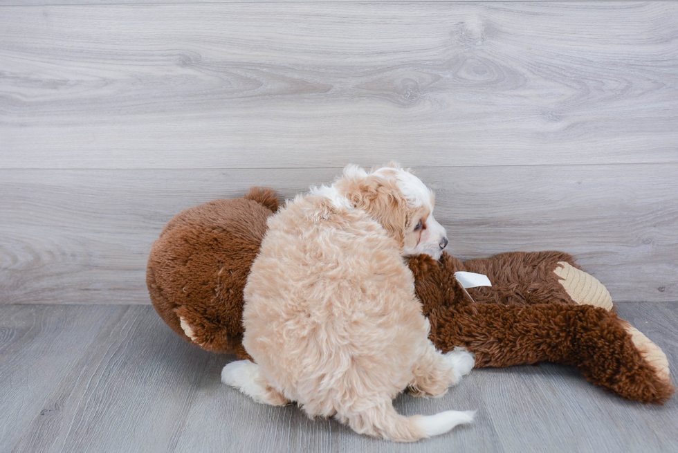 Mini Bernedoodle Pup Being Cute