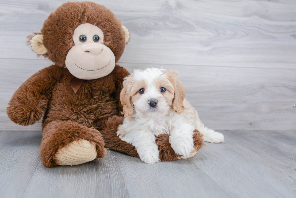 Small Mini Bernedoodle Baby