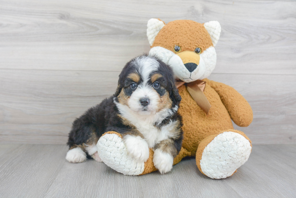 Mini Bernedoodle Pup Being Cute
