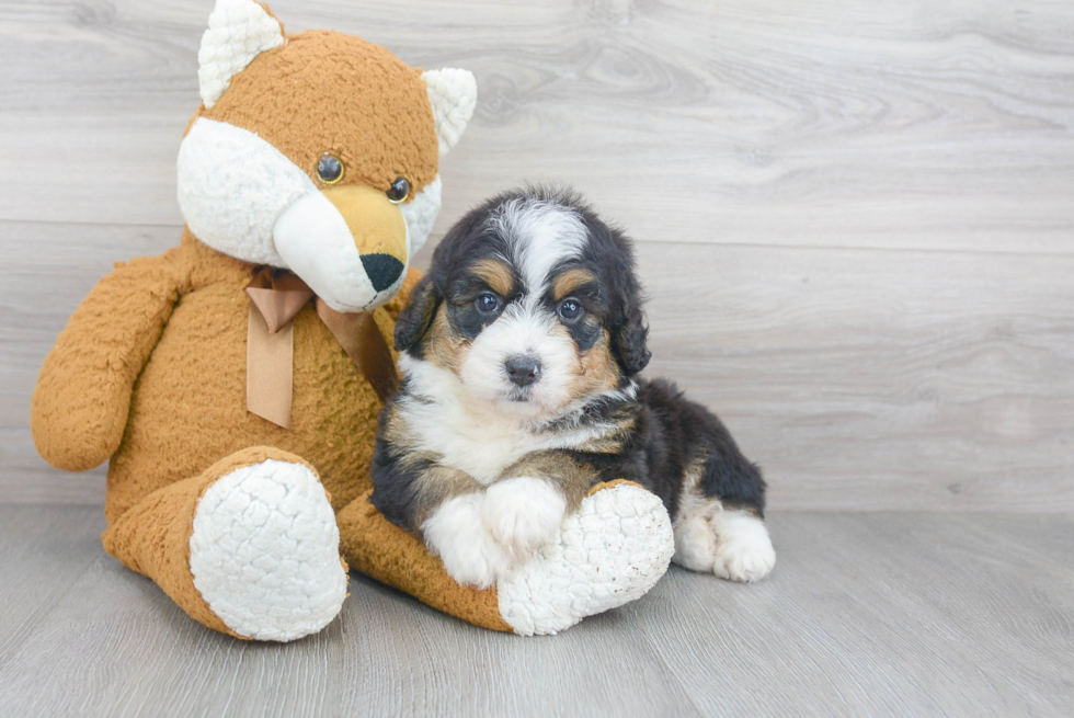 Best Mini Bernedoodle Baby
