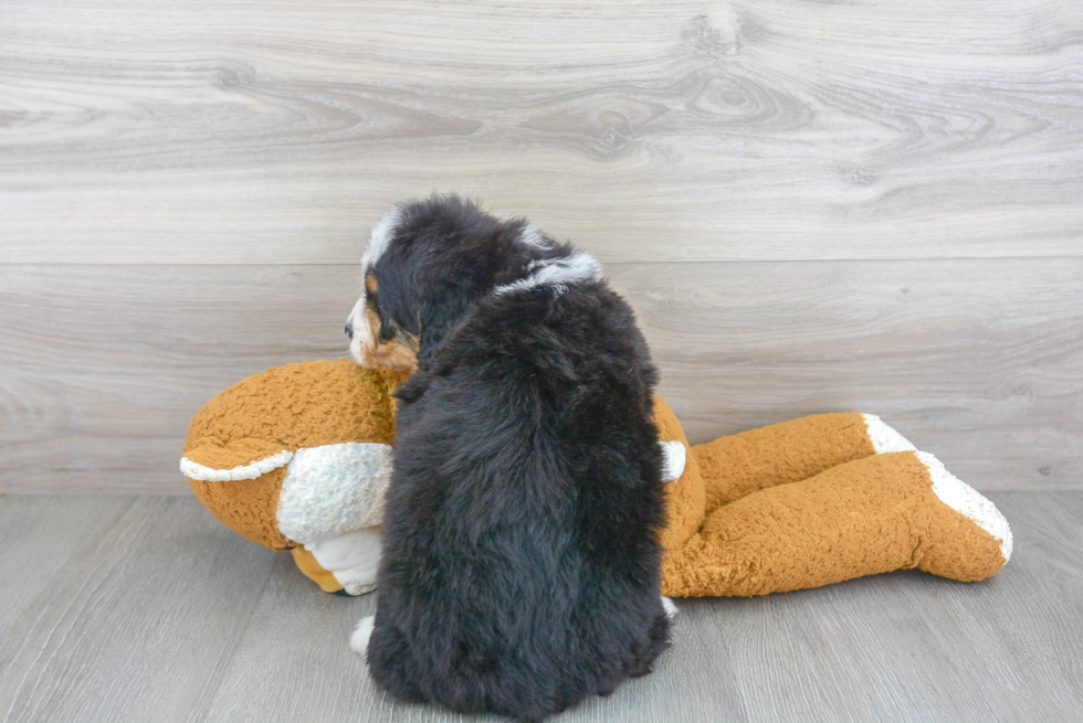 Best Mini Bernedoodle Baby