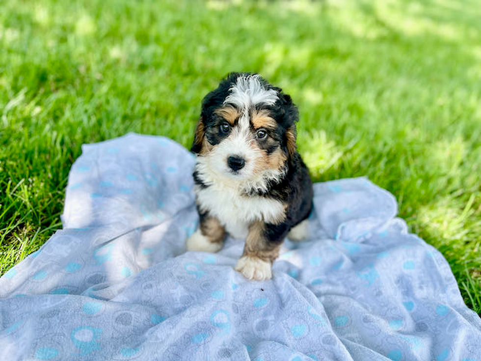 Adorable Mini Berniedoodle Poodle Mix Puppy
