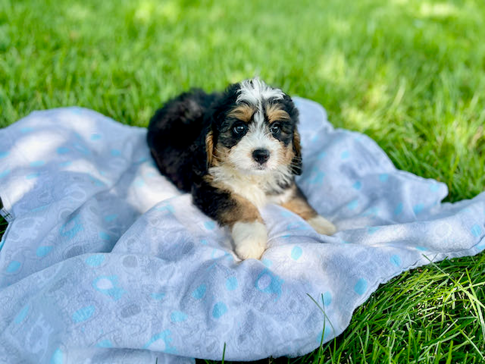 Mini Bernedoodle Pup Being Cute