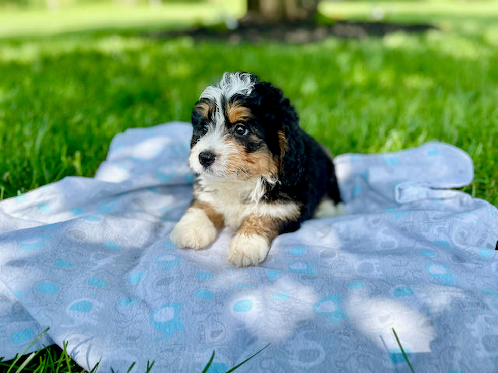 Mini Bernedoodle Puppy for Adoption