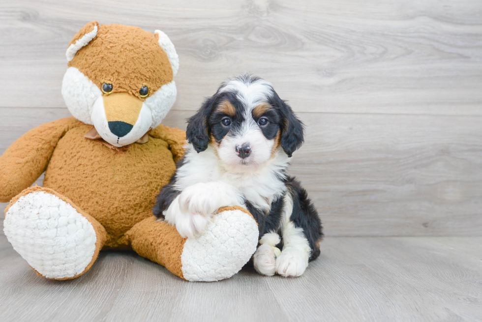Best Mini Bernedoodle Baby