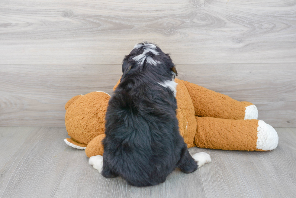 Playful Mini Berniedoodle Poodle Mix Puppy