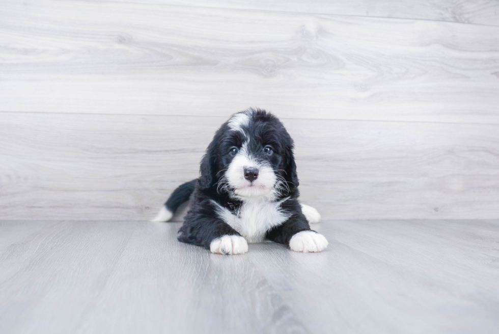 Best Mini Bernedoodle Baby