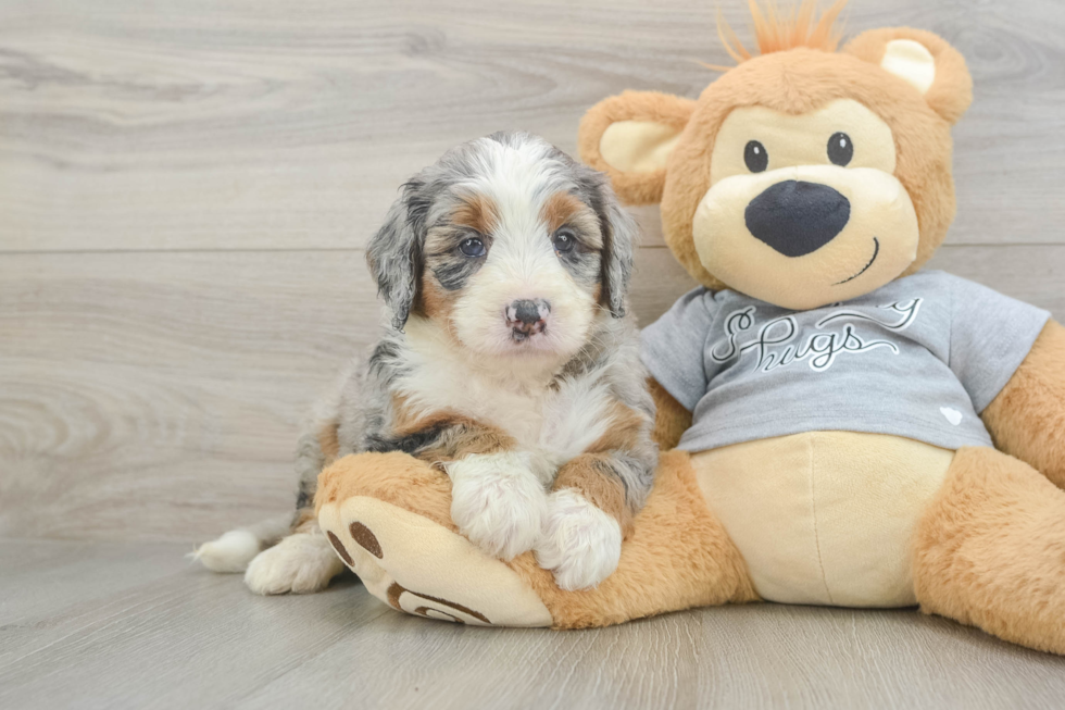 Popular Mini Bernedoodle Poodle Mix Pup
