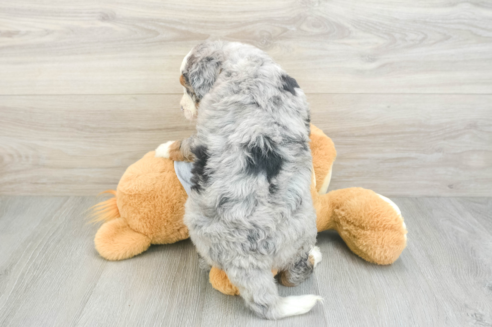 Cute Mini Bernedoodle Baby