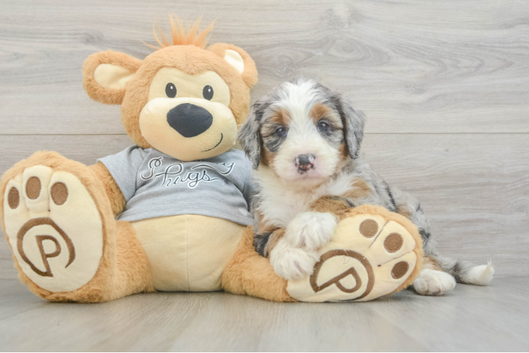 Playful Mini Bernese Poodle Poodle Mix Puppy