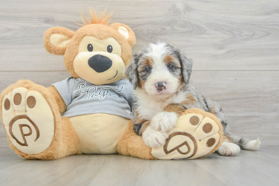 Playful Mini Bernese Poodle Poodle Mix Puppy