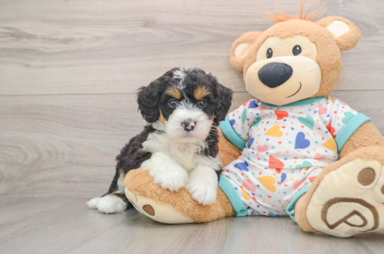 JAYLA, a Mini Bernedoodle littermate