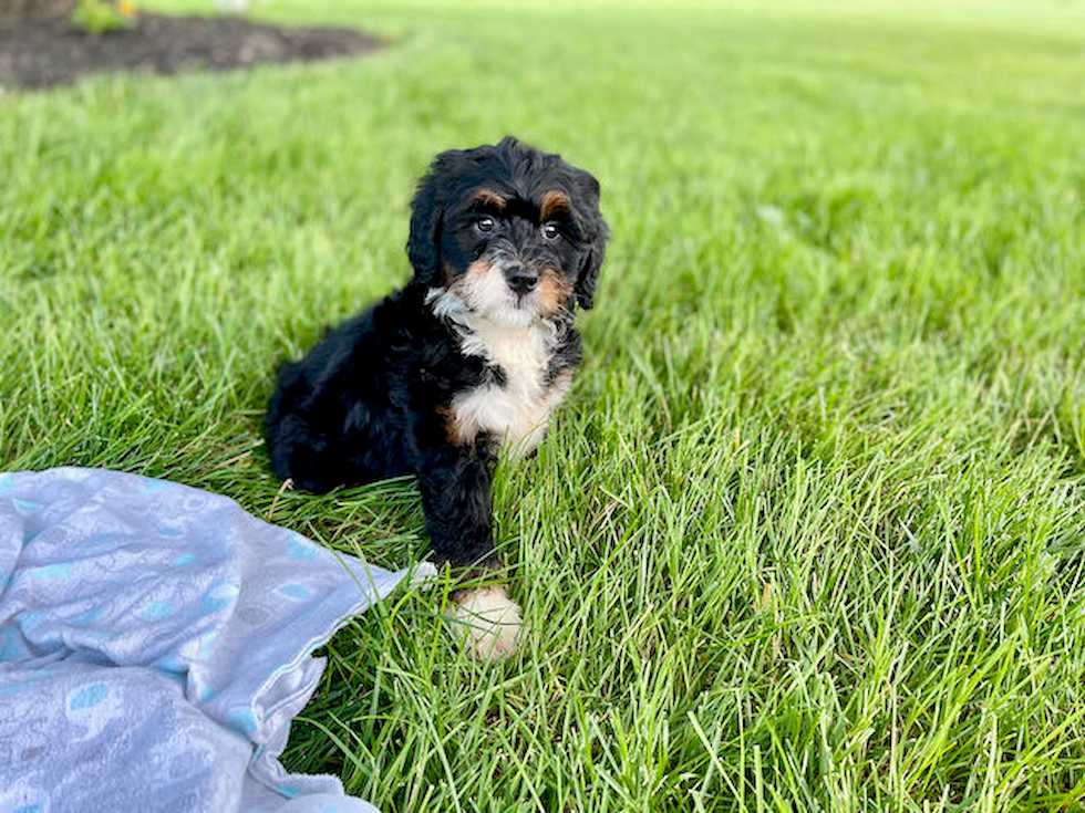 Mini Bernedoodle Pup Being Cute