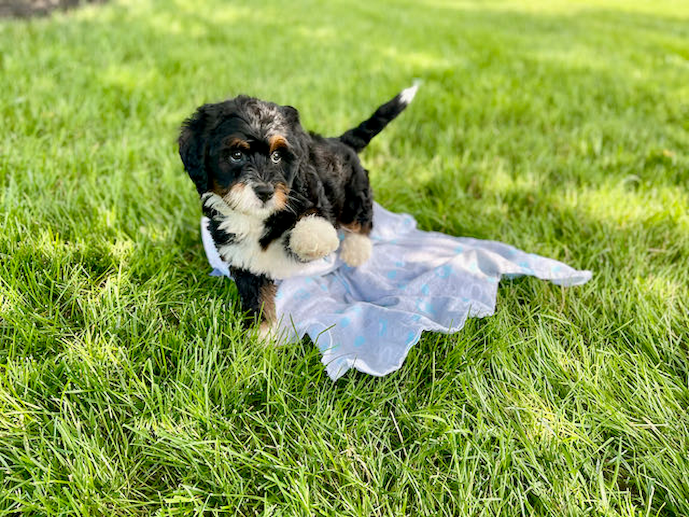 Best Mini Bernedoodle Baby