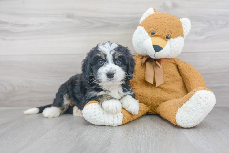 Energetic Bernadoodle Poodle Mix Puppy