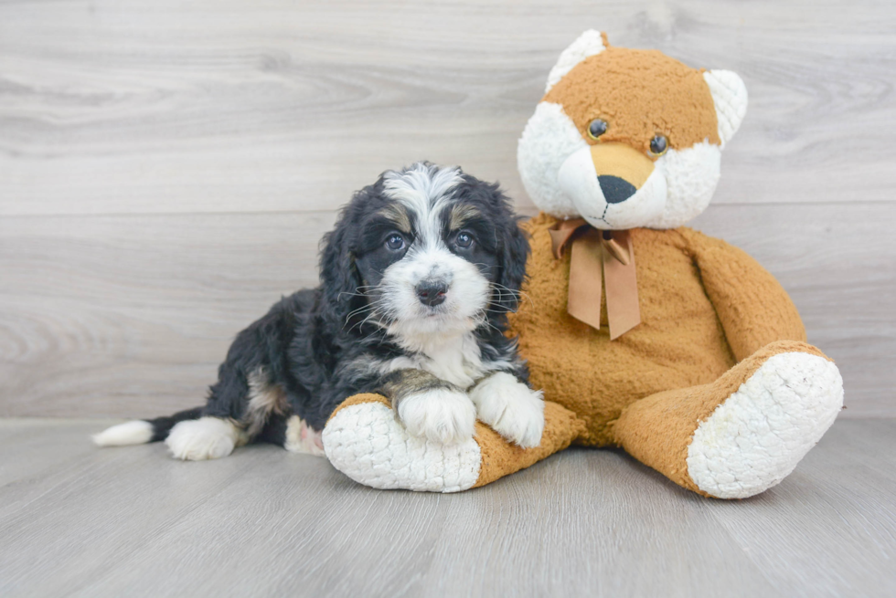 Energetic Bernadoodle Poodle Mix Puppy