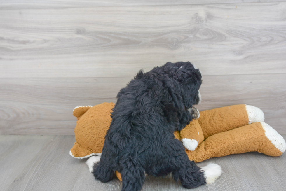 Cute Mini Bernedoodle Baby