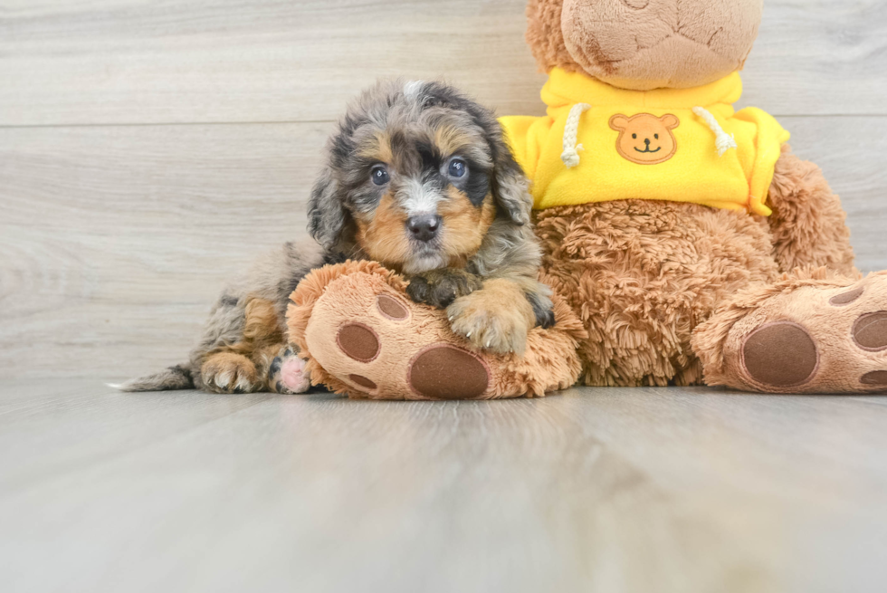 Energetic Mini Berniedoodle Poodle Mix Puppy