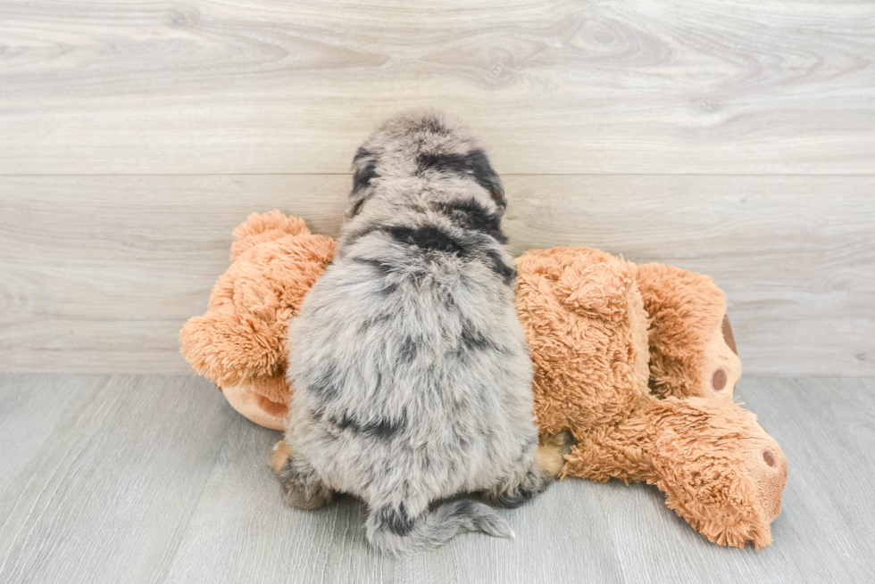 Happy Mini Bernedoodle Baby
