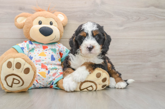 JEDI, a Mini Bernedoodle littermate