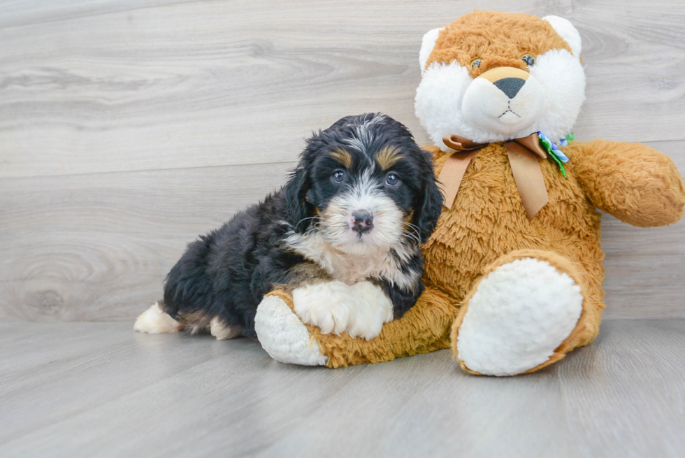 Best Mini Bernedoodle Baby