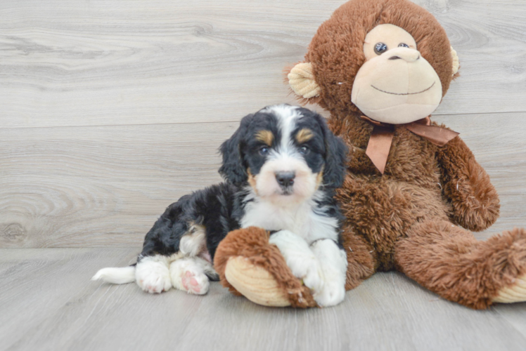 Best Mini Bernedoodle Baby