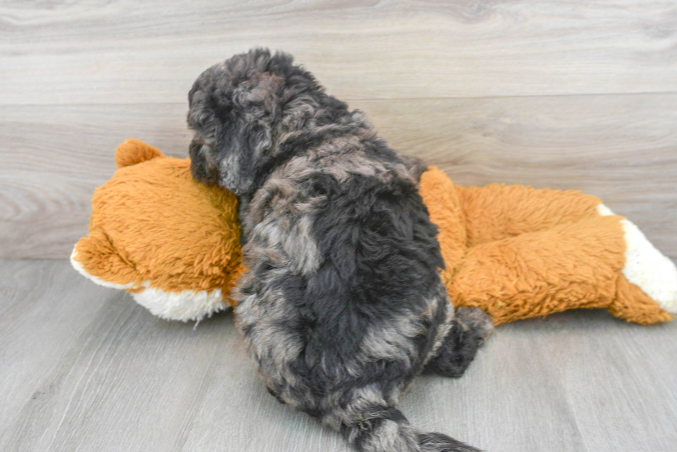 Mini Bernedoodle Pup Being Cute