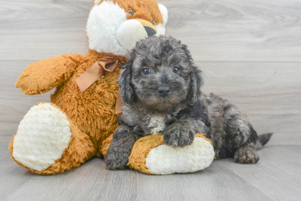 Mini Bernedoodle Pup Being Cute