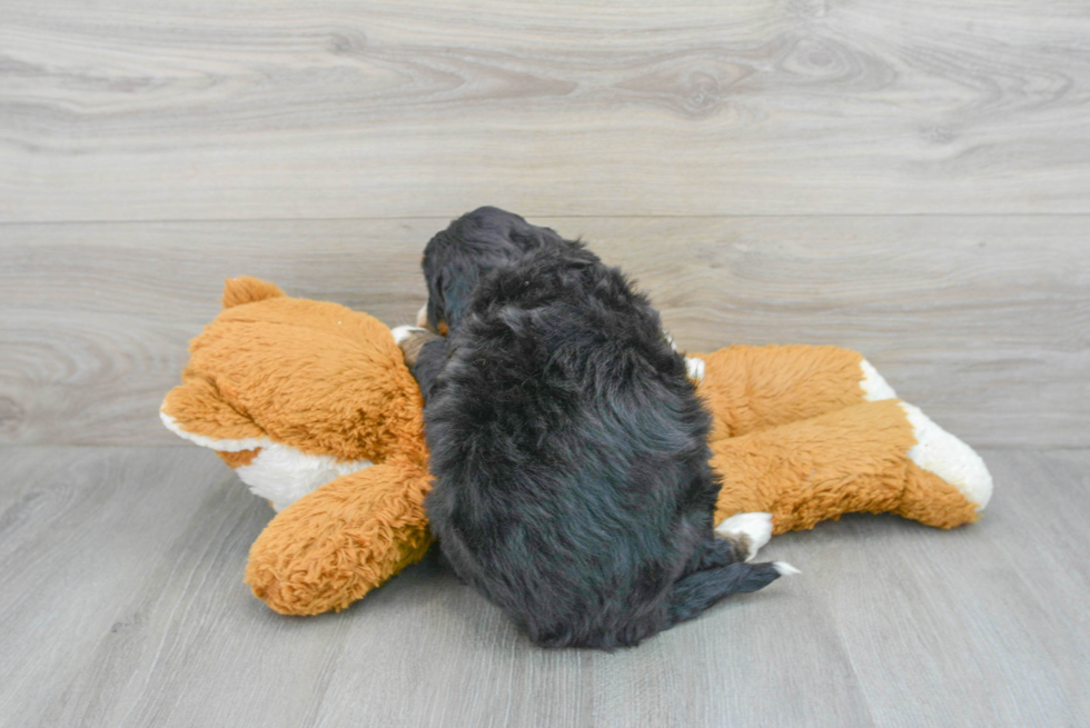 Best Mini Bernedoodle Baby