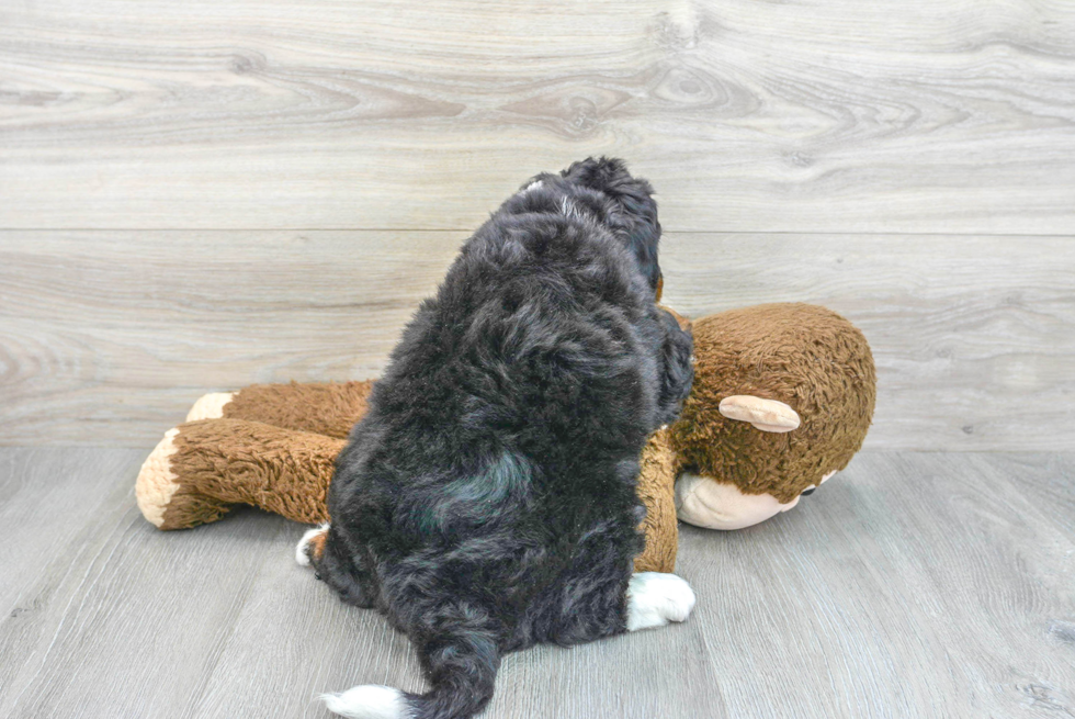 Best Mini Bernedoodle Baby