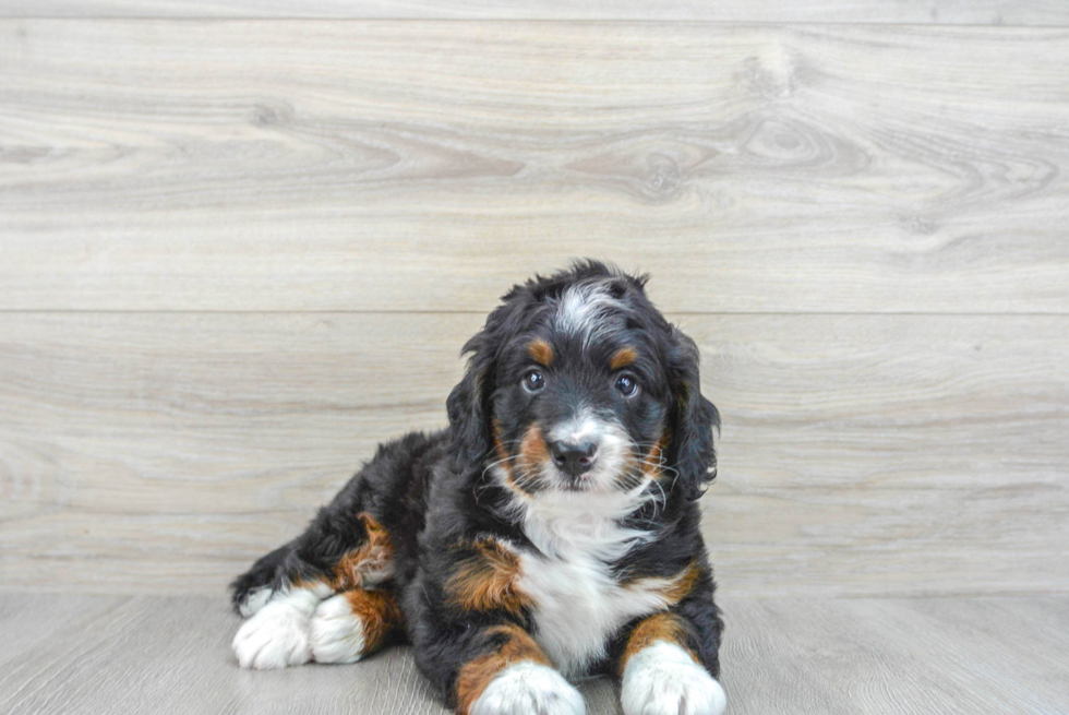 Mini Bernedoodle Pup Being Cute