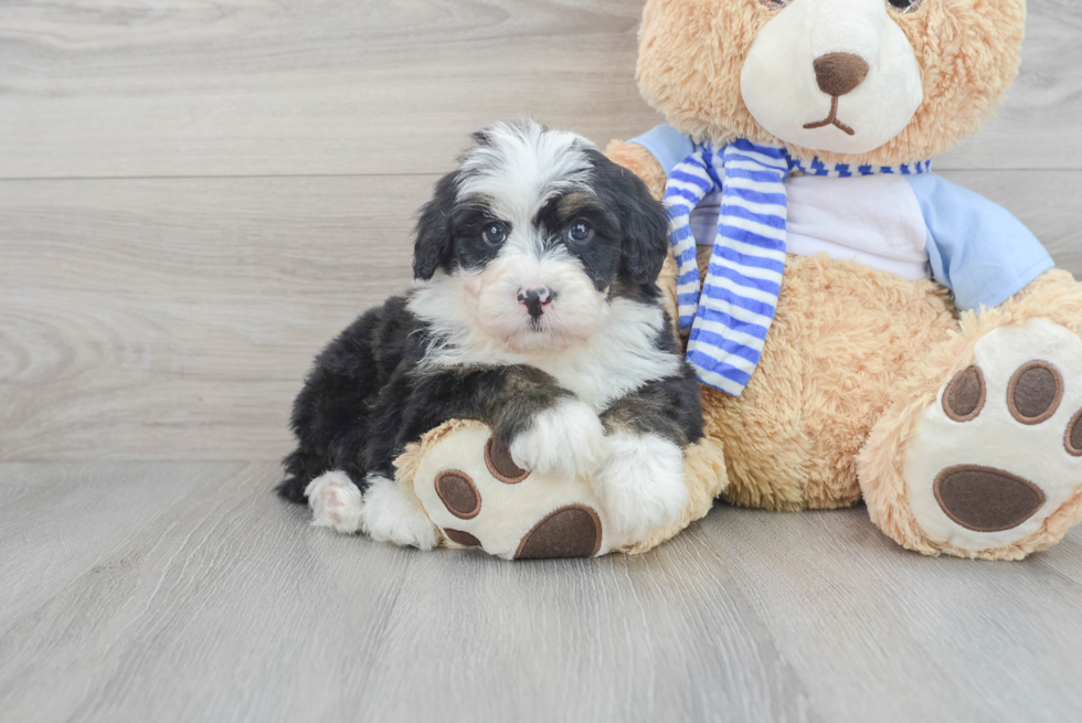 Mini Bernedoodle Pup Being Cute