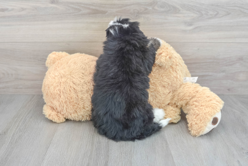 Adorable Bernadoodle Poodle Mix Puppy