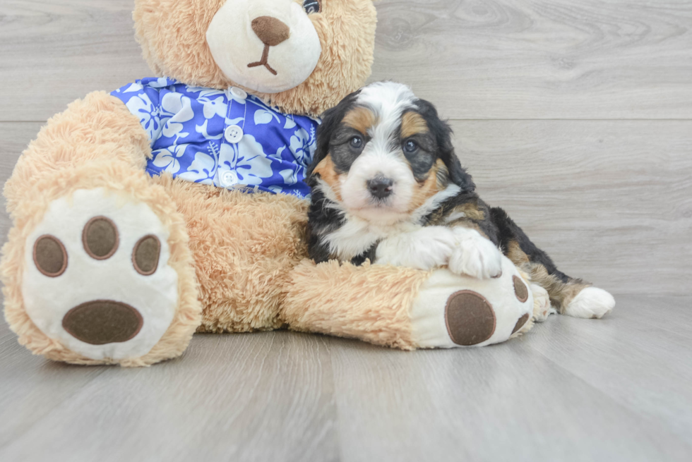 Mini Bernedoodle Puppy for Adoption