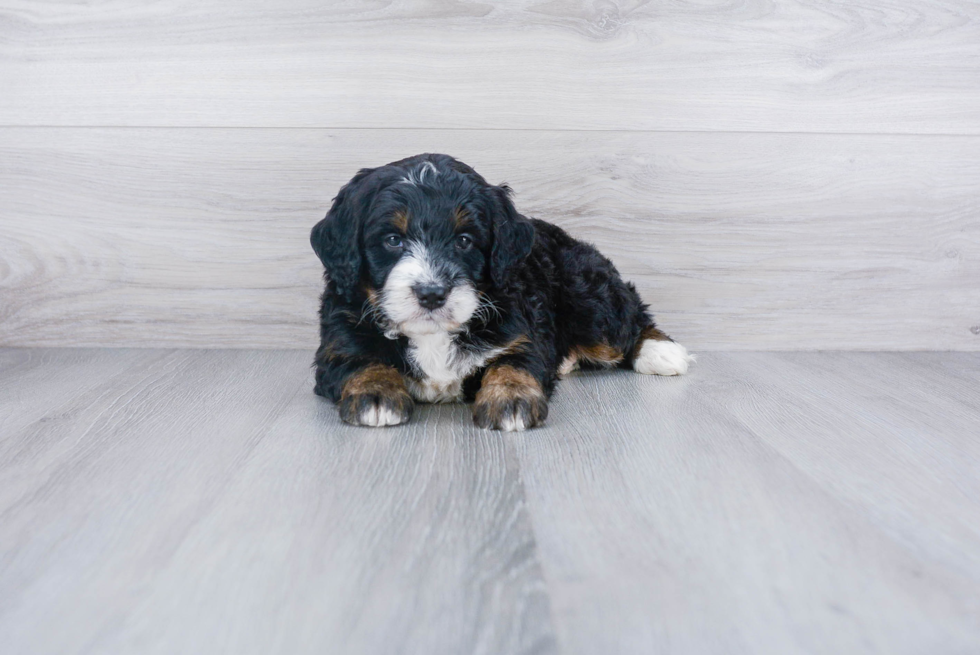 Best Mini Bernedoodle Baby