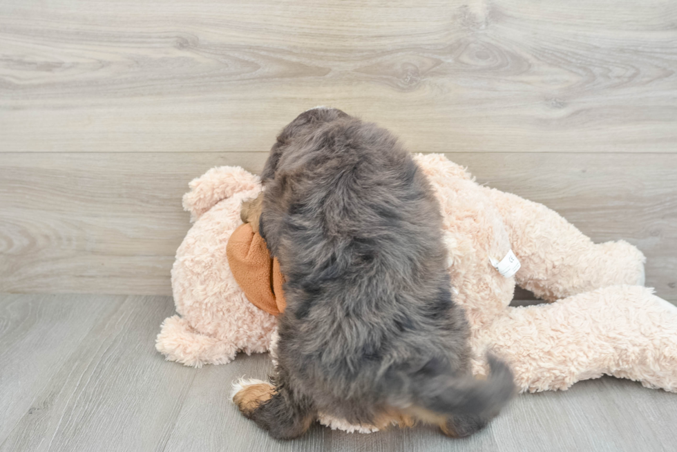 Mini Bernedoodle Puppy for Adoption